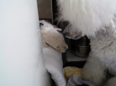 ...a také umíme vylézat z porodní bedny (Cestovatel CARINO a máma DORLY)...